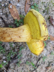 Xerocomus chrysonemus