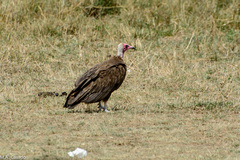 Necrosyrtes monachus