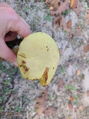 Xerocomus chrysonemus