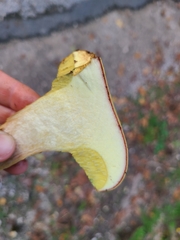 Xerocomus chrysonemus