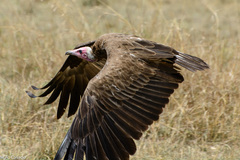 Necrosyrtes monachus