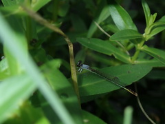 Agriocnemis femina oryzae