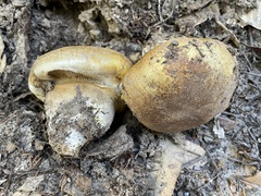 Cortinarius ponderosus