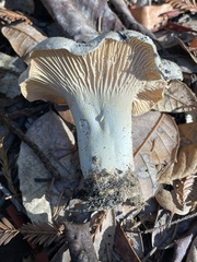 Cantharellus