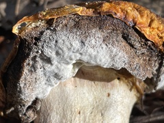 Boletus regineus