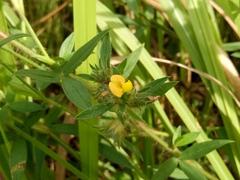 Stylosanthes