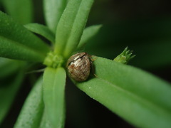 Spermatodes variolosus