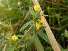 Stylosanthes