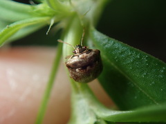 Spermatodes variolosus