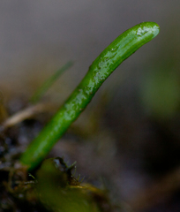 Lilaeopsis chinensis