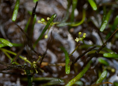 Lilaeopsis chinensis