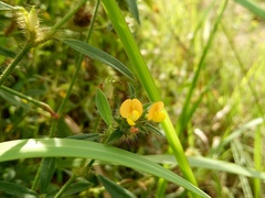 Stylosanthes