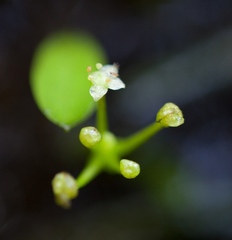 Lilaeopsis chinensis
