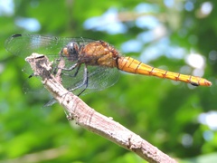 Orthetrum pruinosum