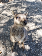 Petrogale mareeba
