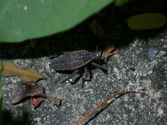 Physomerus grossipes