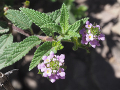 Lantana rugosa