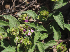 Lantana rugosa