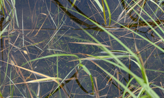 Lilaeopsis chinensis