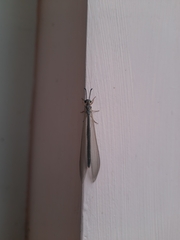 Pterygota