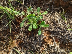 Sphaeromorphaea australis