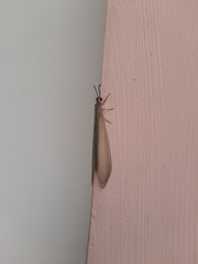 Pterygota