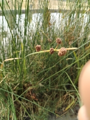 Scirpoides holoschoenus