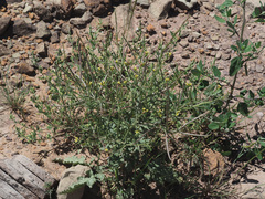 Erucastrum austroafricanum