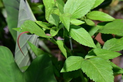 Takydromus viridipunctatus