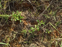 Sphaeromorphaea australis