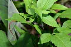 Takydromus viridipunctatus