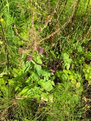 Centaurea phrygia pseudophrygia
