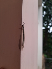 Pterygota