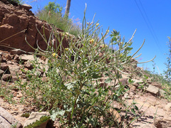 Erucastrum austroafricanum