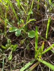 Sphaeromorphaea australis