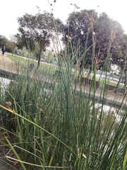 Scirpoides holoschoenus