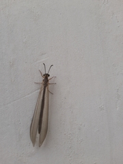 Pterygota