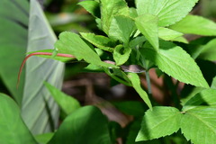 Takydromus viridipunctatus