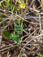 Phyllanthus virgatus