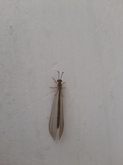 Pterygota