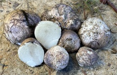 Rhizopogon