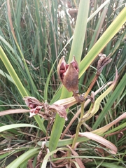Iris pseudacorus