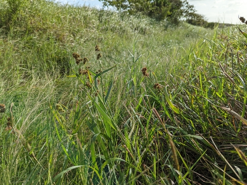 Fuirena umbellata iNat (3)