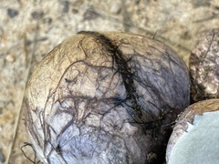 Rhizopogon