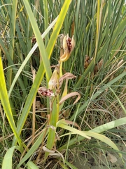 Iris pseudacorus