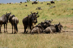 Connochaetes taurinus mearnsi