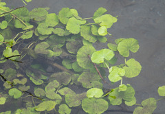 Hydrocotyle leucocephala