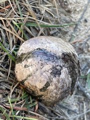 Rhizopogon