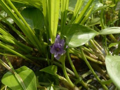 Pontederia vaginalis