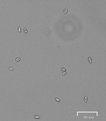 Rhizopogon